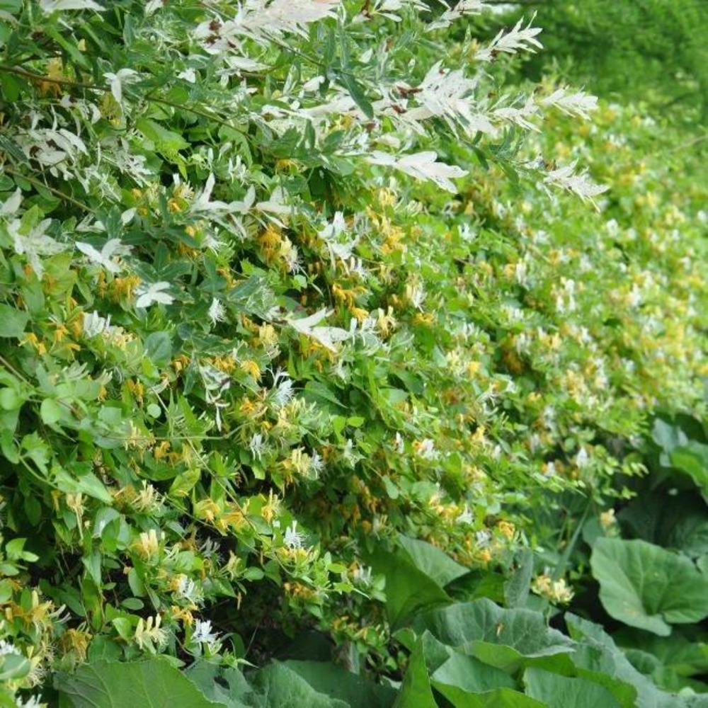 Chèvrefeuille du japon 'hall's prolific' - lonicera japonica halliana 1,5l