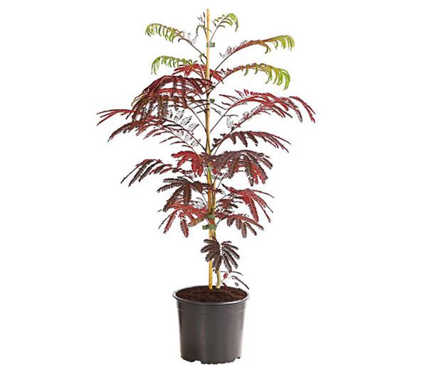 Seidenbaum 'Summer Chocolate'