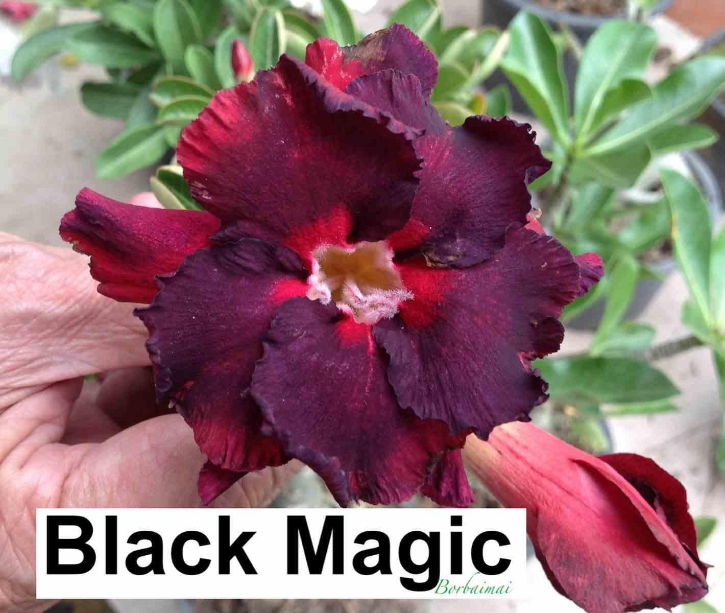 Adenium obesum cv.black magic noir - taille caudex d'environ 2000g 25/30cm très gros caudex