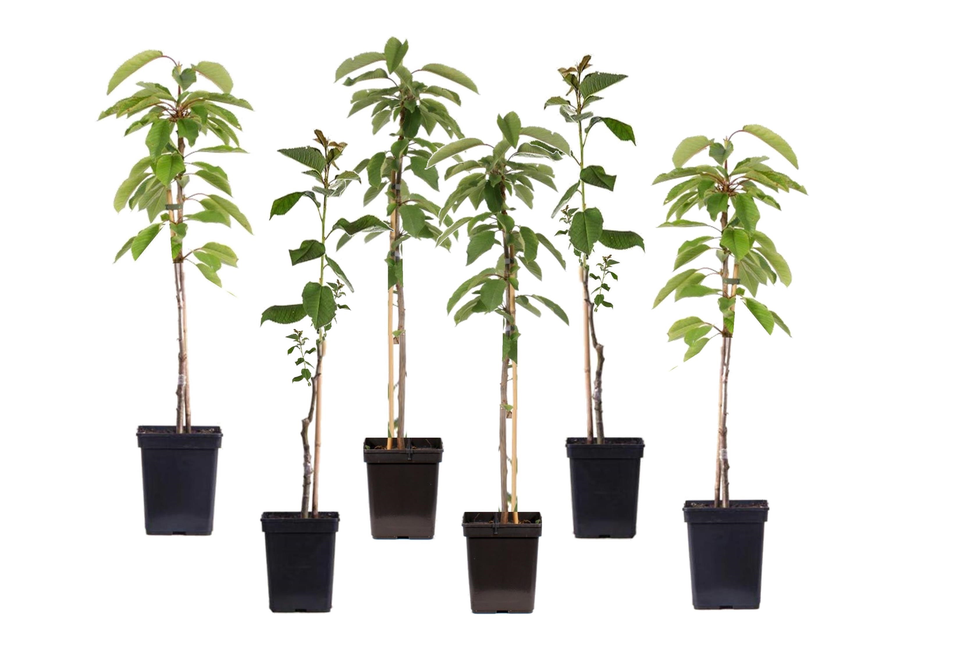 Malus - mélange de 6 - pommier - pilier - pot 9cm - hauteur 60-70cm
