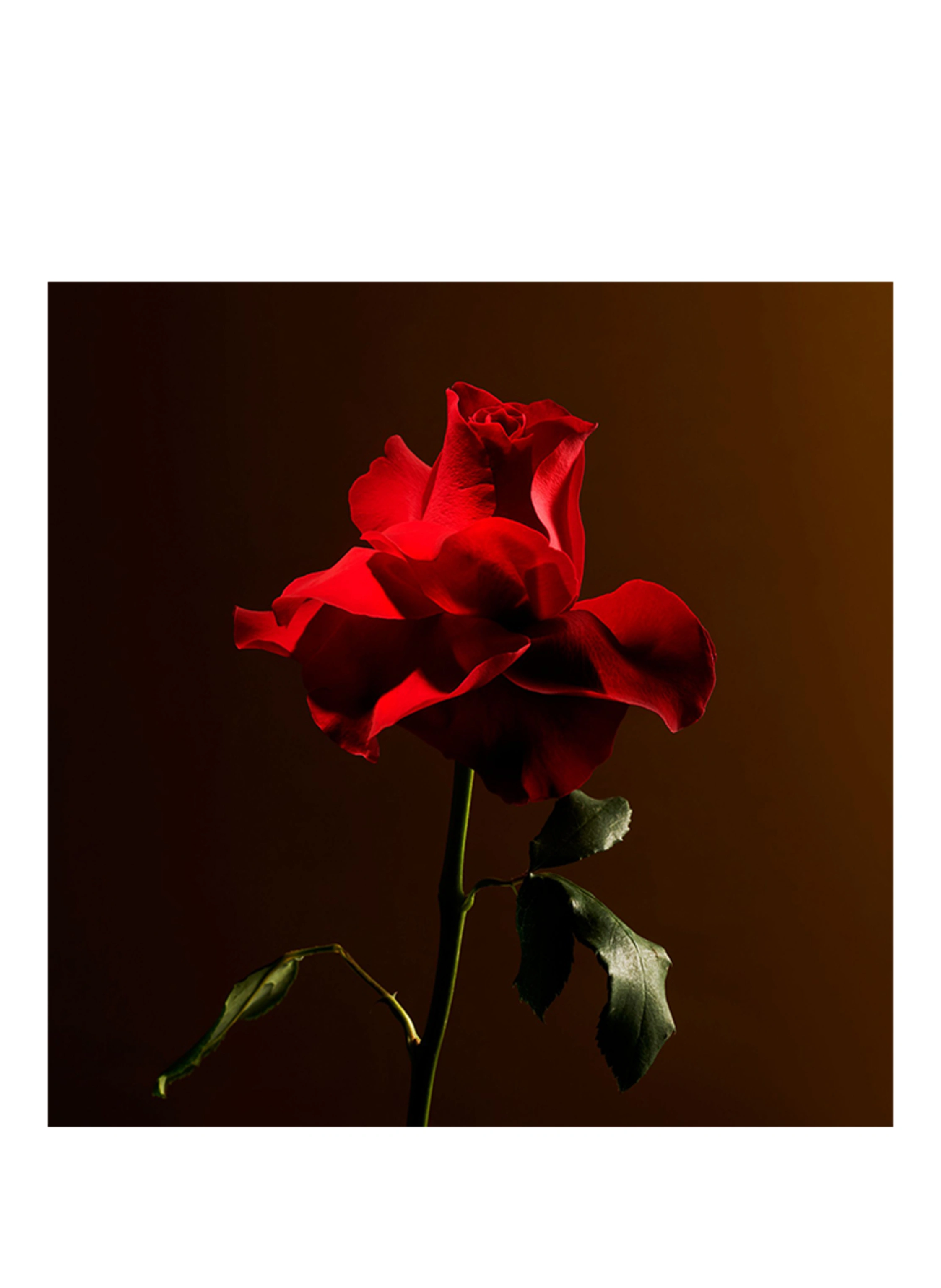 RITUALS IMPERIAL ROSE