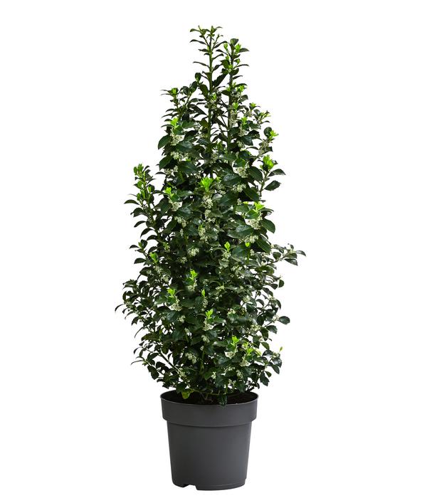 Stechpalme 'Heckenfee'