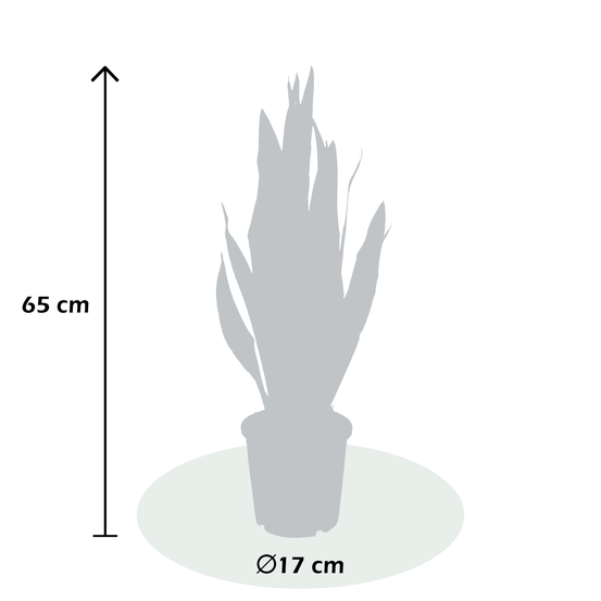 Sanseveria Zeylanica - pot D17cm