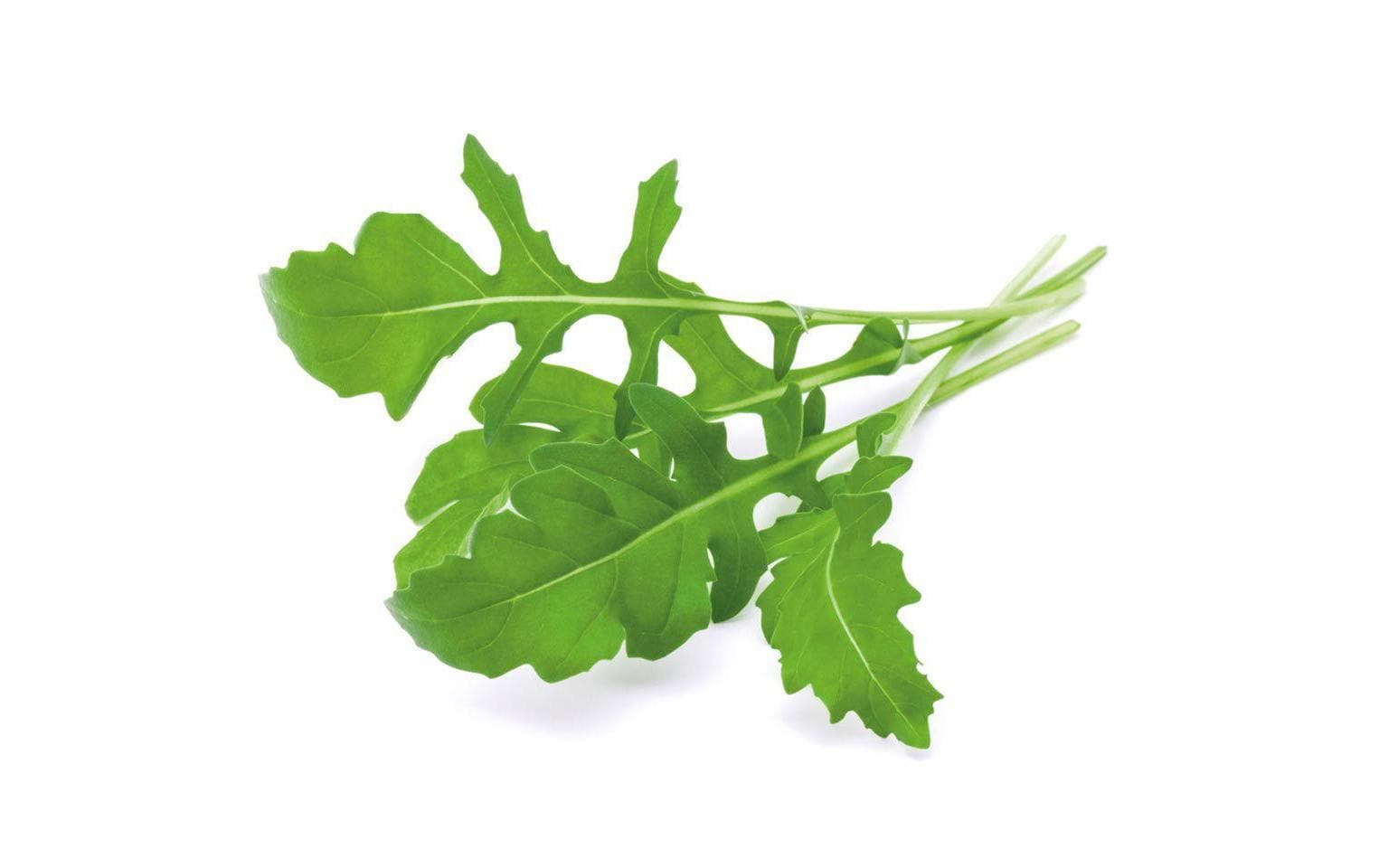 Samen Rucola Nachfüllpackung 3er-SetNachfüllpackung zum Smart Herb Garden