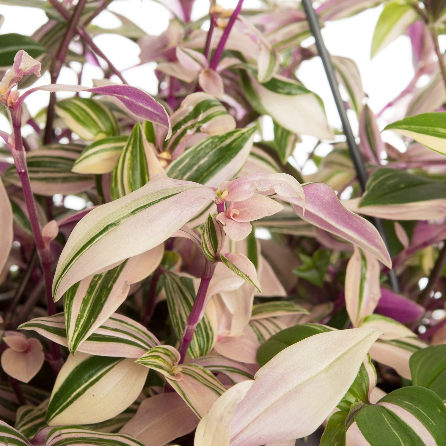 Vaderplant in hangpot (Tradescantia fluminensis 'Quadricolor') D 17 H 35 cm