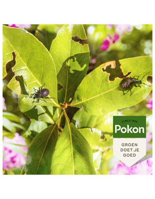 Pokon Bio Tegen Insecten En Kevers Compost - Insectenbestrijding - 20 l