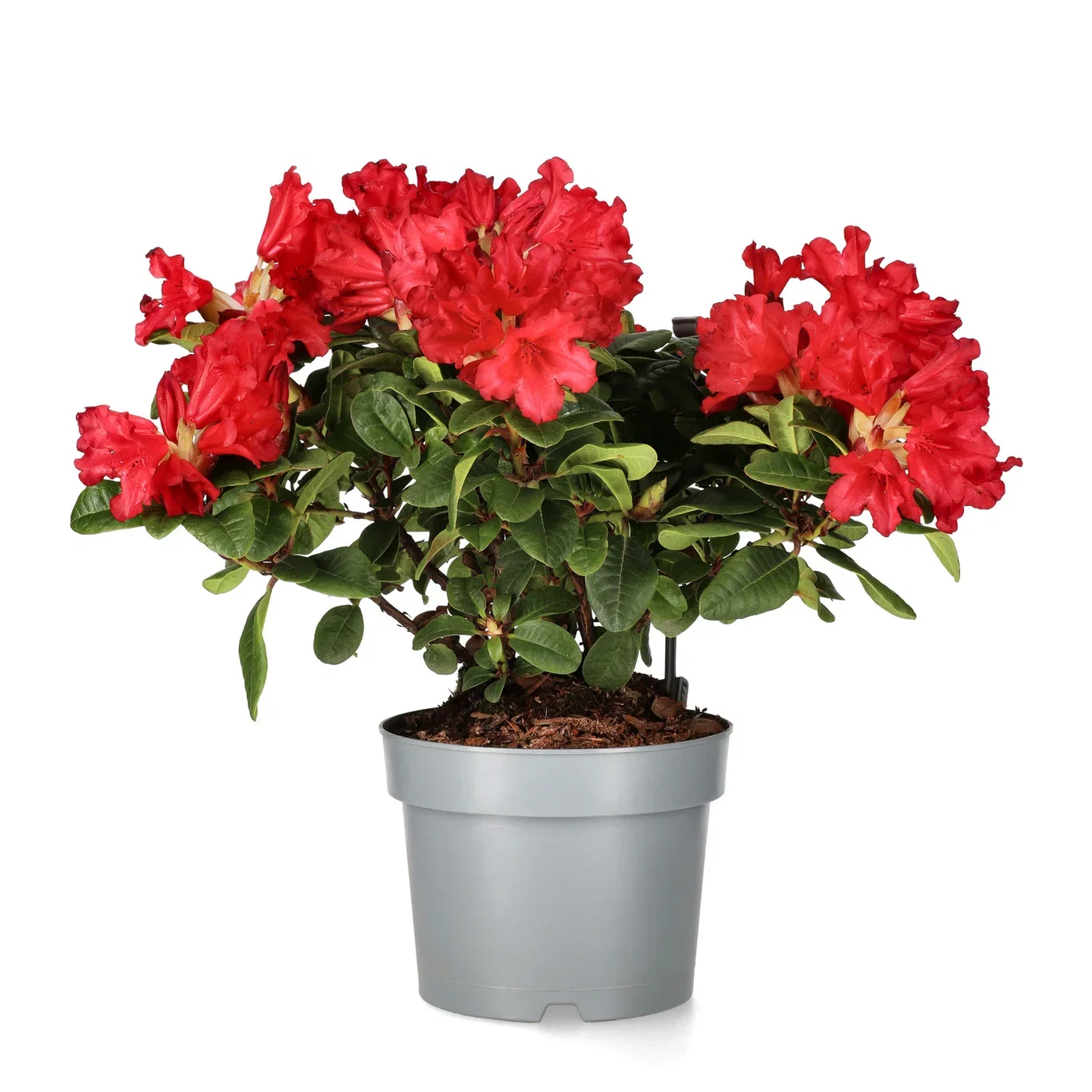 Rhododendron repens 'Scarlet Wonder' Forrestii rhododendron 'Scarlet Wonder' Ø19 cm