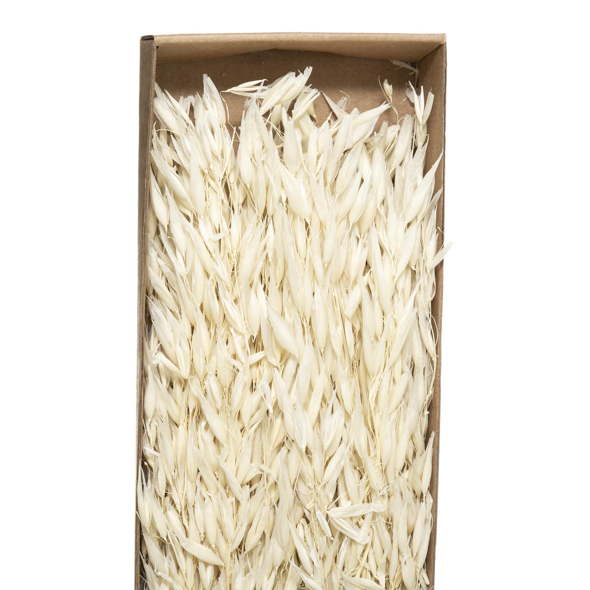 BOUQUET SECHE NATUREL KRAFT H.60CM