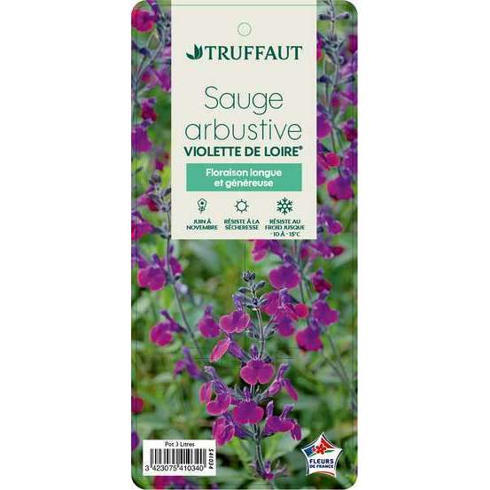Salvia x jamensis 'Violette de Loire':pot 3L MDD