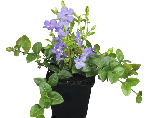 Kleine Maagdenpalm (Vinca minor) FloraSelf 5/7 scheuten Ø 9 cm pot