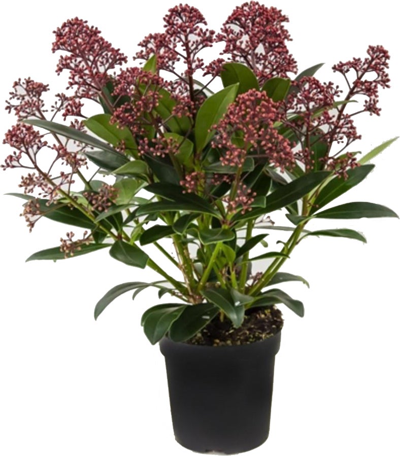 Skimmia (Skimmia japonica 'Rubella') D 10,5 H 25 cm