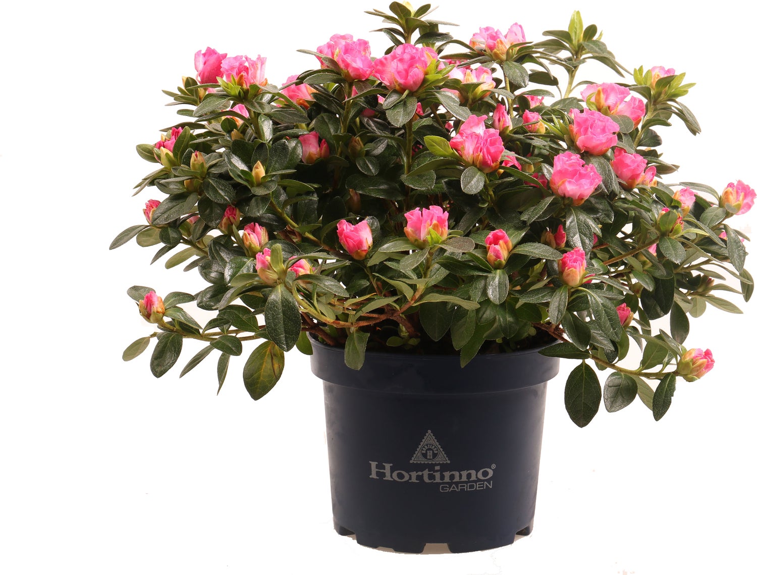 Japanse Azalea (Rhododendron japonicum 'Hortinno Evergreen') D 15 H 40 cm