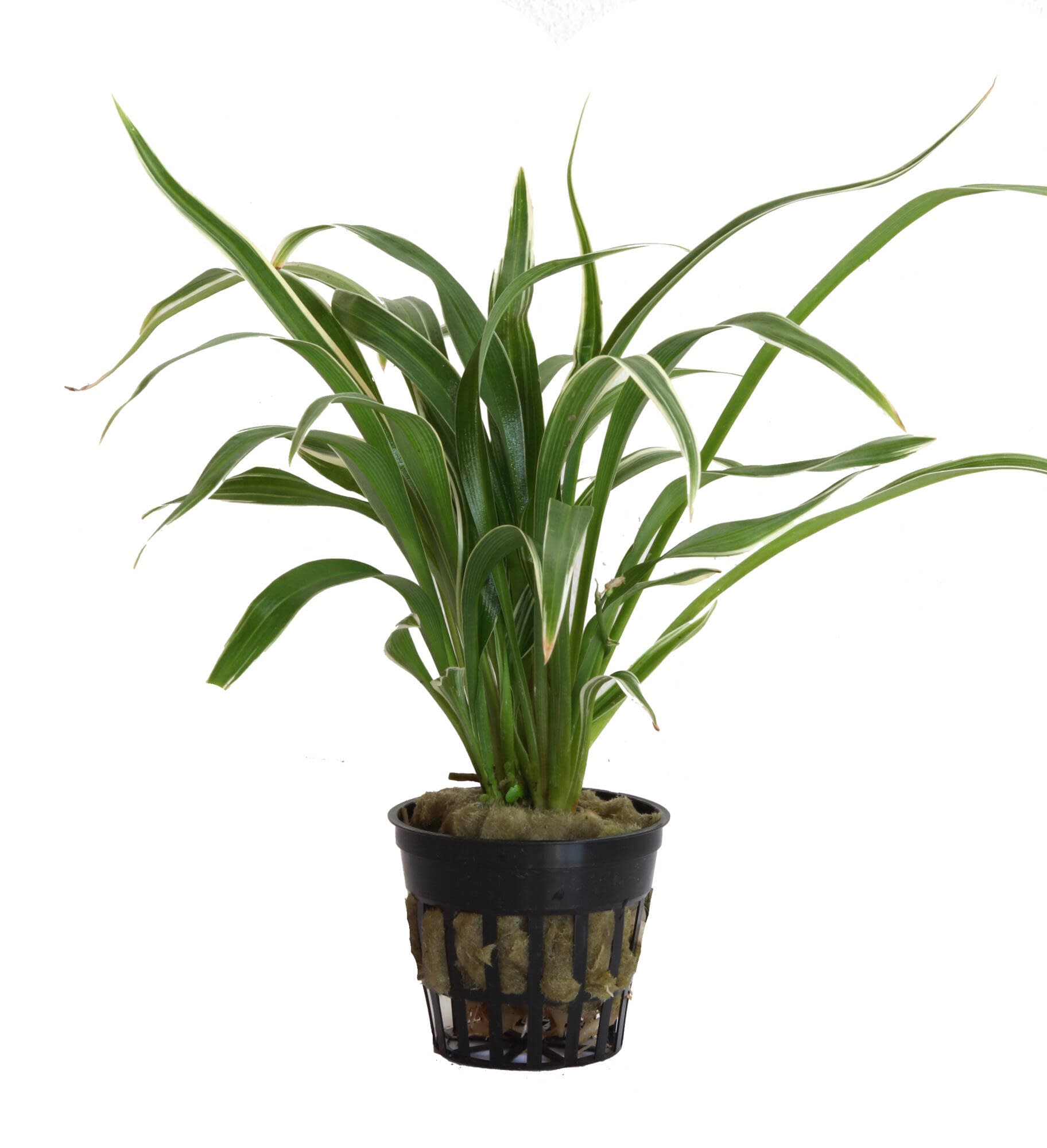 Planta Tropica Iberia Clorophytum Bichetii