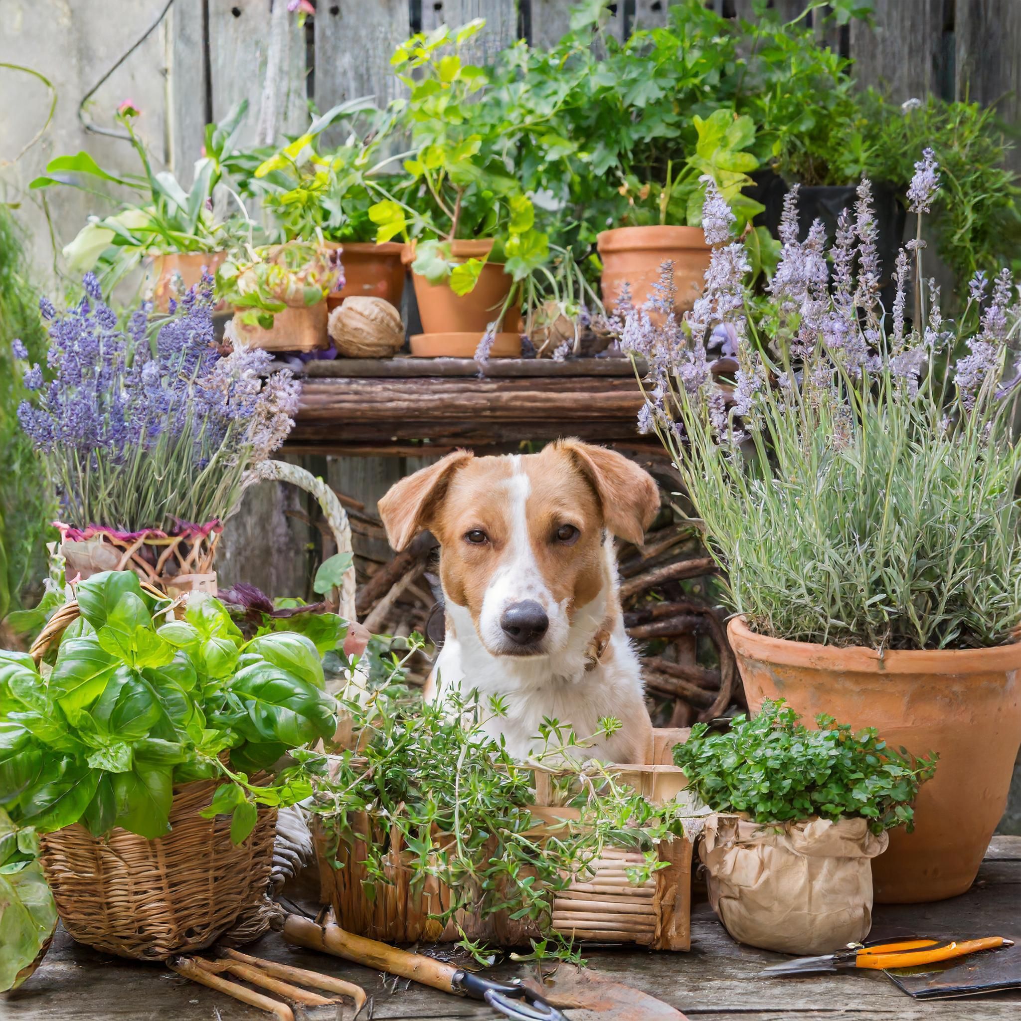 TierGlück Wurmerli® Drops mit Walnuss & Angelikawurzel für Hunde