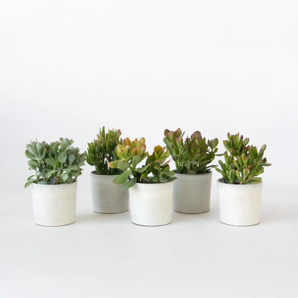 Geldboom - Mix van 5 Crassula ovata soorten - Hoogte 10-25cm - Pot 12cm