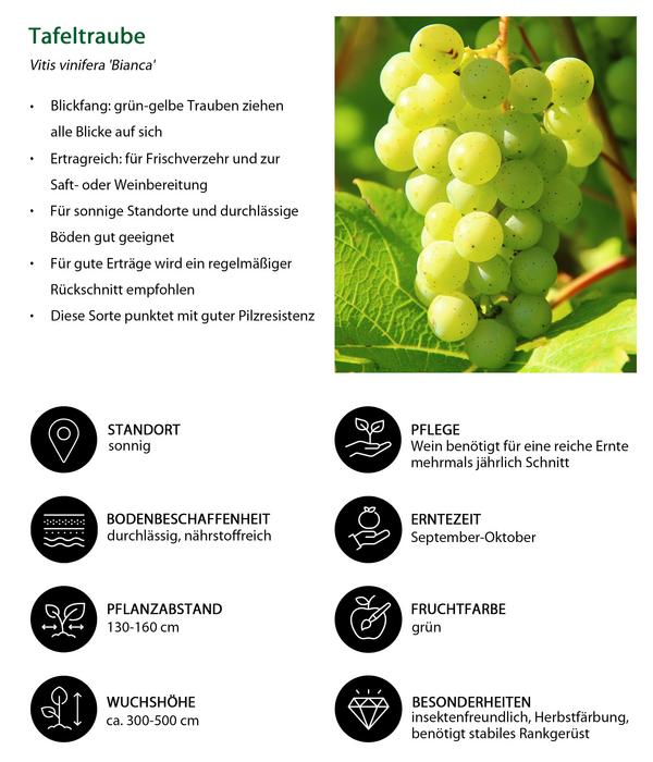 Tafeltrauben-Set Traubentraum, 4-teilig