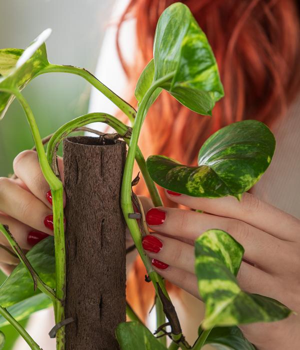 Efeutute - Epipremnum aureum am Kratistestab
