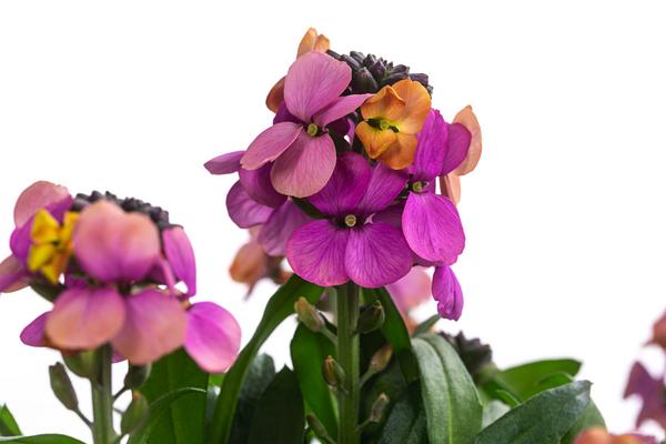 Schöterich, verschiedene Farben