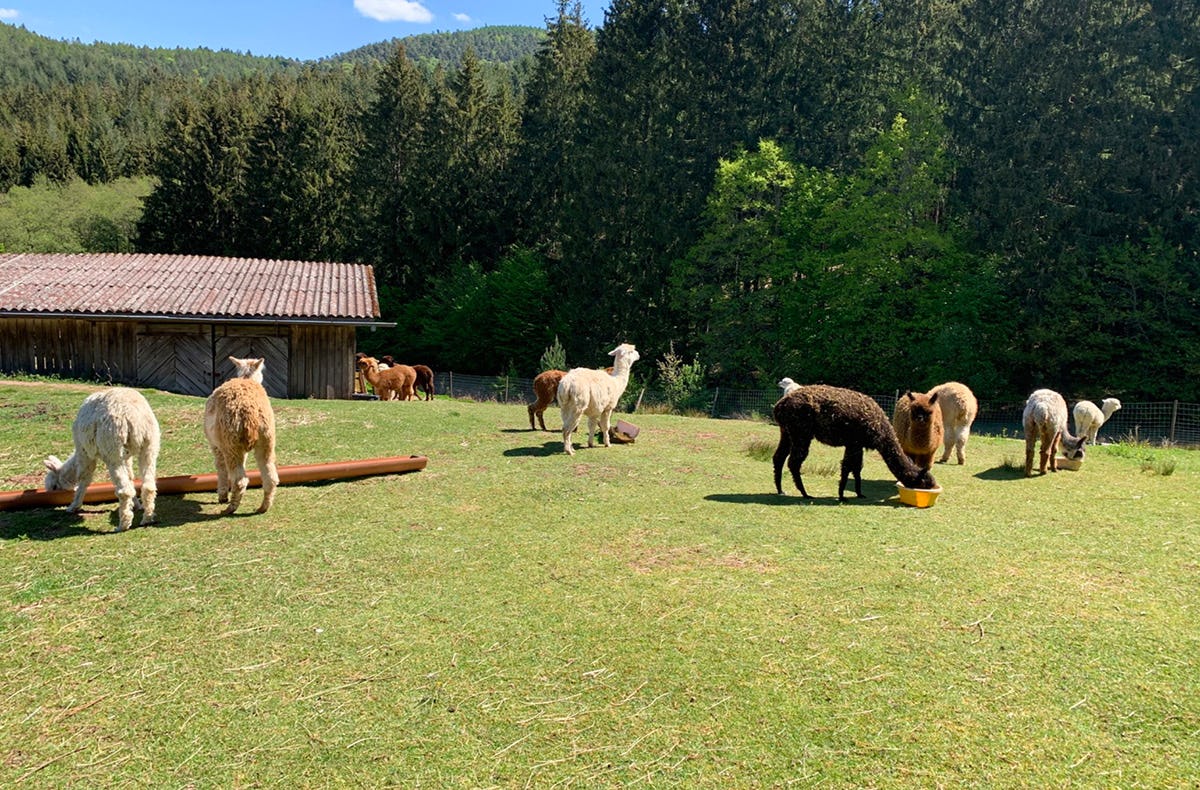 Yoga auf Alpaka Weide Neckargerach