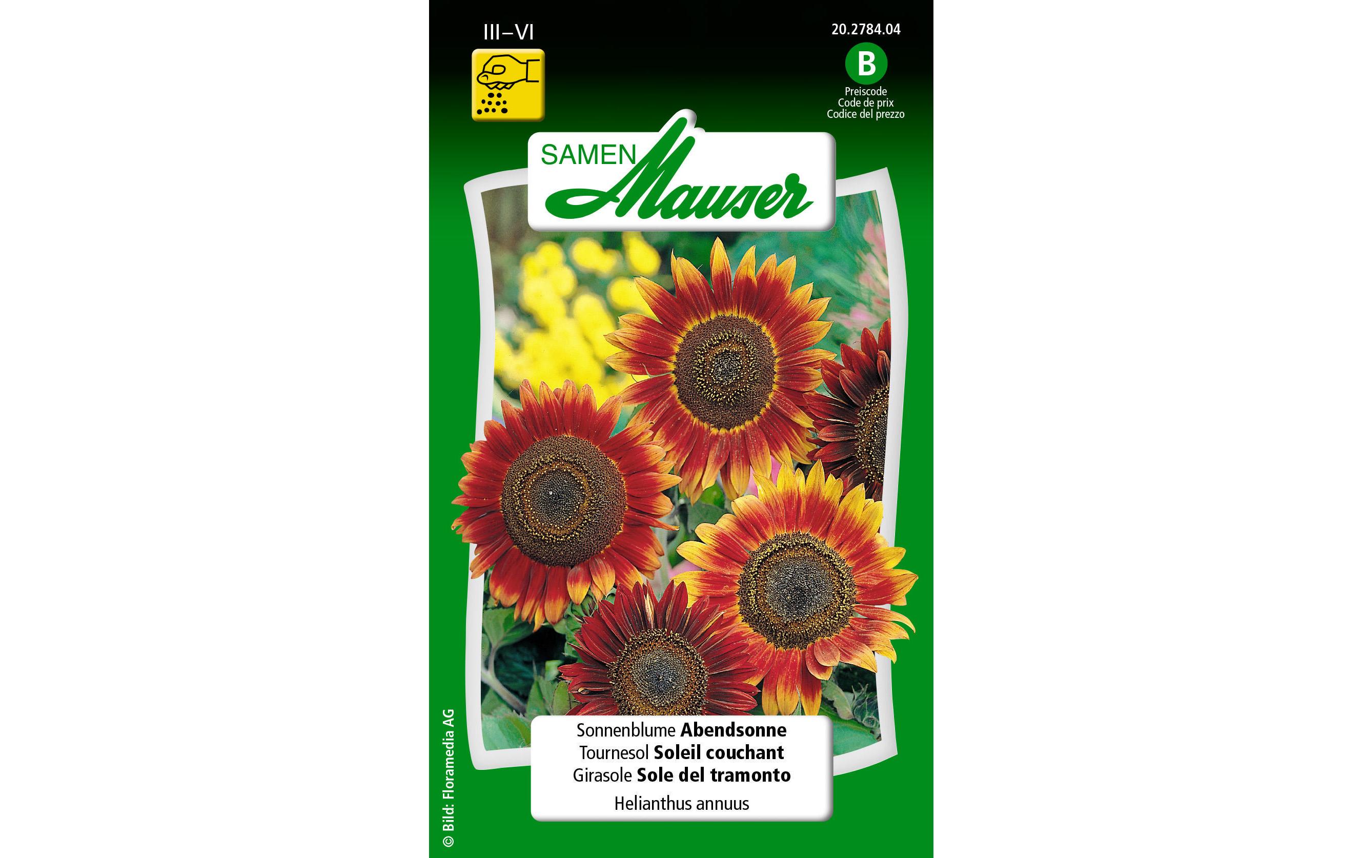 Saatgut Sonnenblume AbendsonneBlumensamen