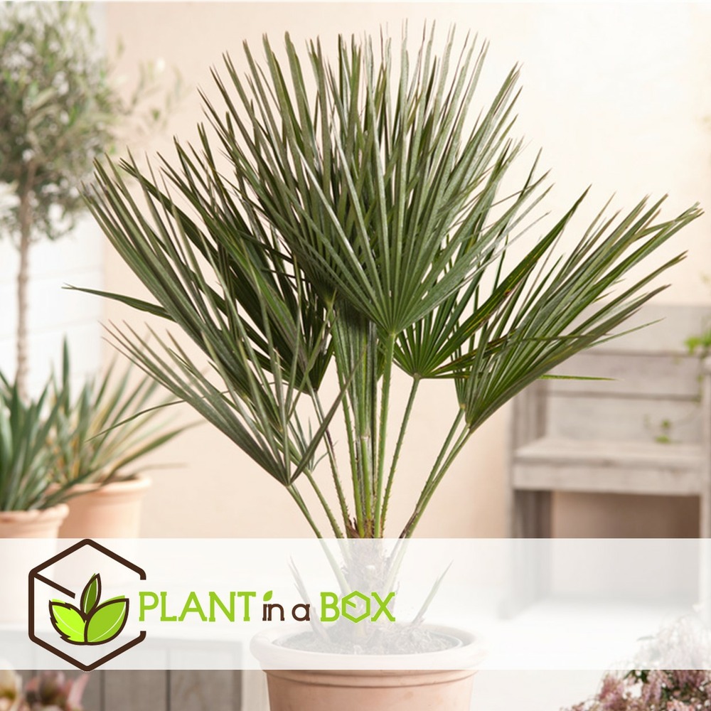 Chamaerops humilis - palmier nain européen - pot 21cm - hauteur 70-80cm