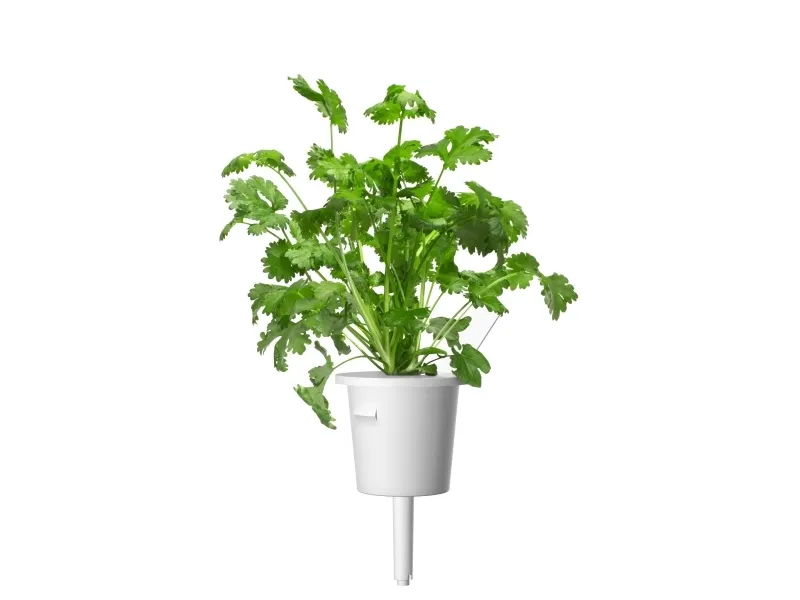 emsa substratkapsel CLICK&GROW KORIANDER SMART SOIL-teknologi, Indeholder frø af høj kvalitet, - 1 stk (M5261300)