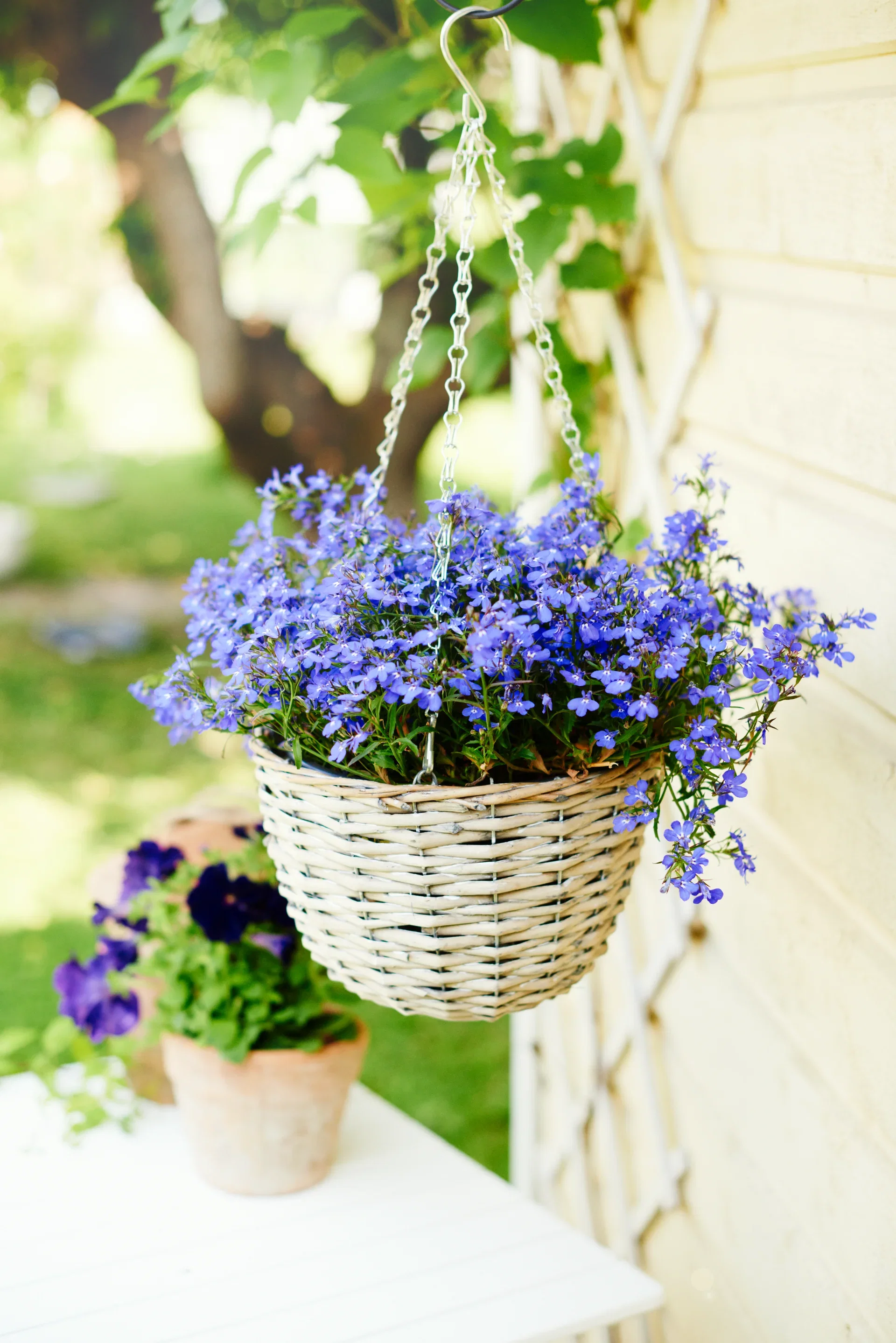 Lobelia h. basket Blue 22 cm Lobelia i ampel Ø22 cm