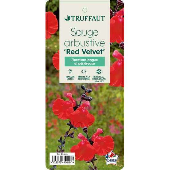 Salvia 'Red Velvet':pot 3L MDD
