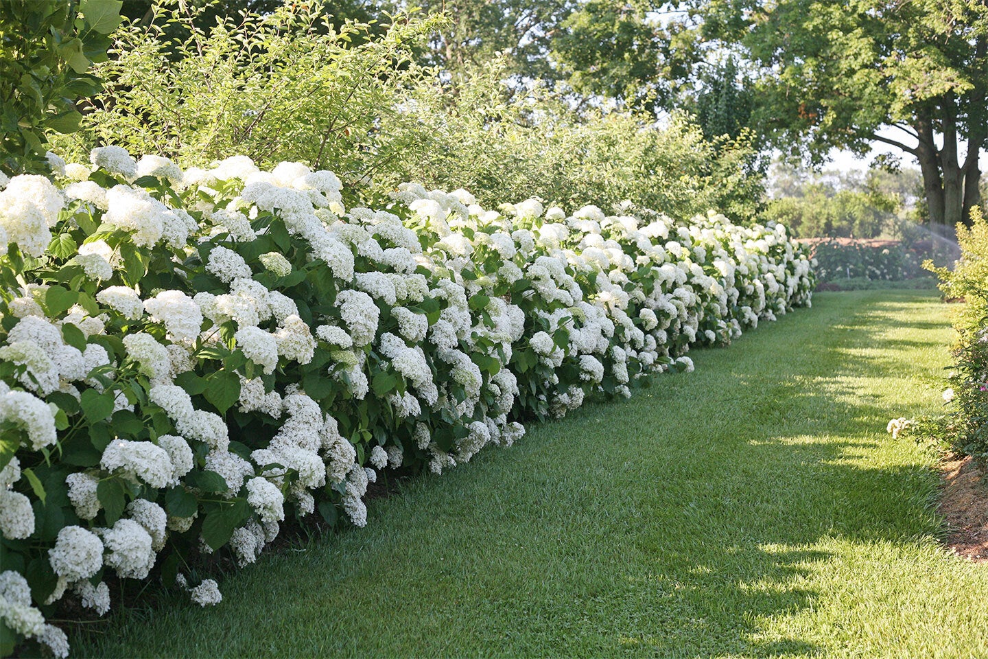 Bolhortensia (Hydrangea arborescens 'Annabelle') D 23 H 40 cm