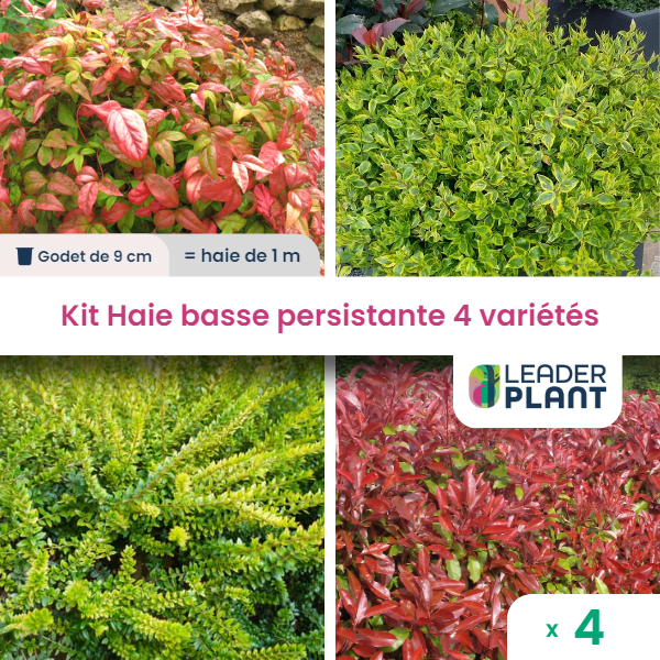 Kit haie basse persistante - 4 variétés - lot de 4 plants en godet
