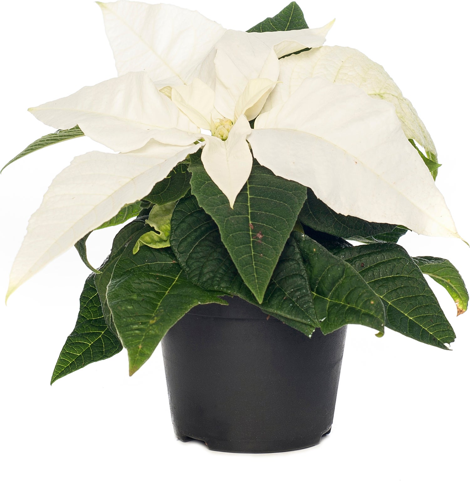 Kerstster (Euphorbia pulcherrima 'White') D 6 H 13 cm