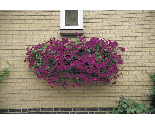 Hangende petunia cultivars Ø 12 cm pot assorti