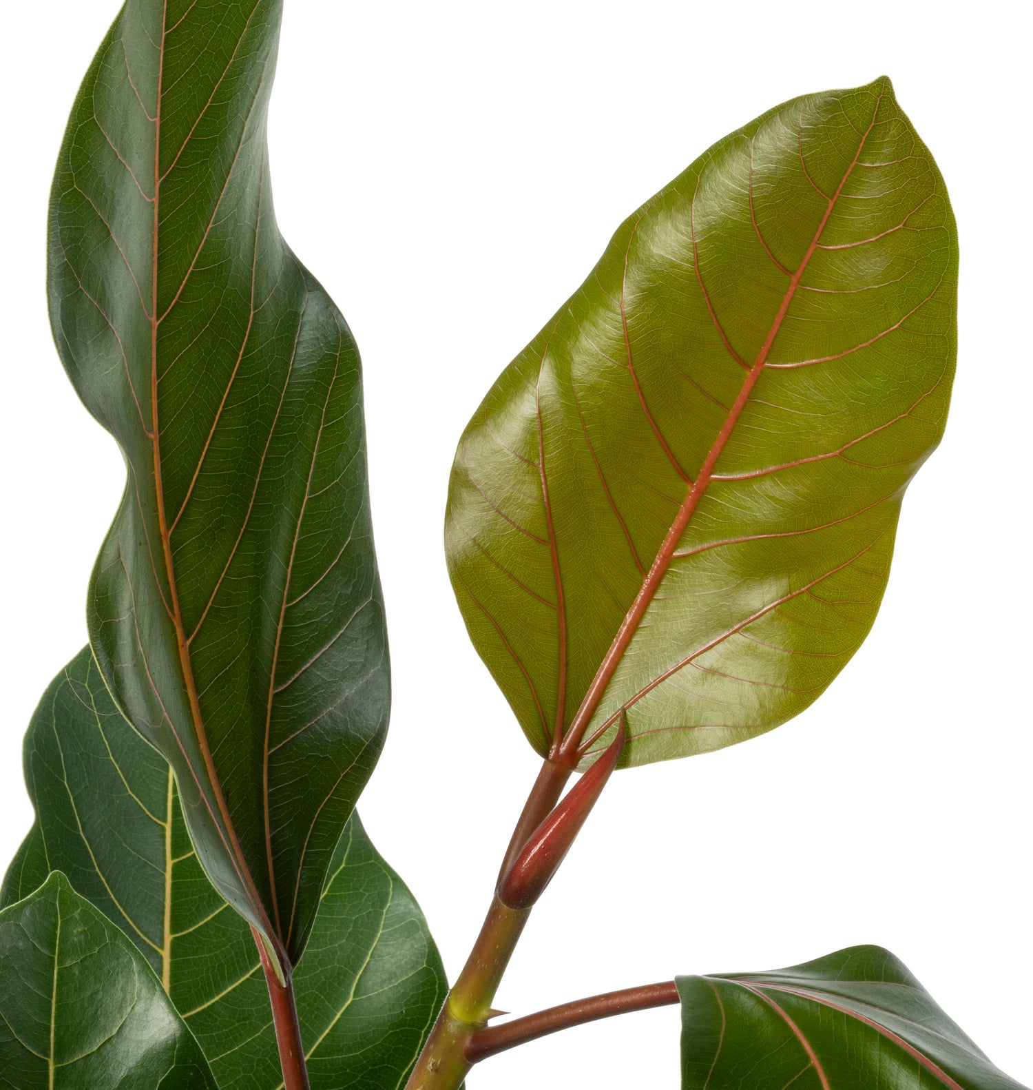 BanYanvijg (Ficus benghalensis 'Joy') D 21 H 110 cm