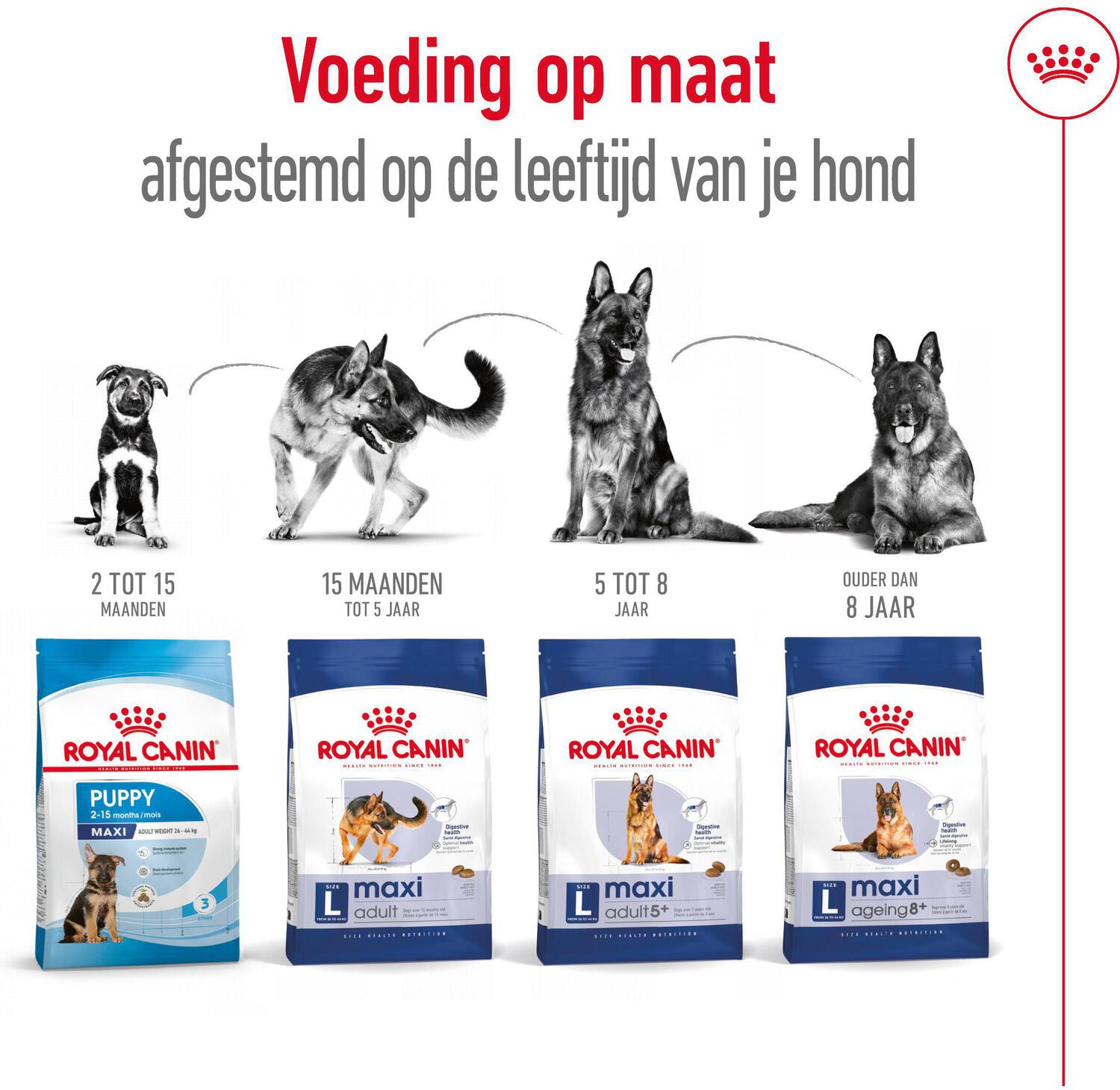 Royal Canin hondenvoer Maxi Ageing 8+ 15 kg