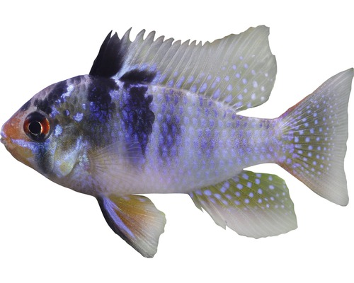 Butterfly Bass - Mikrogeophagus ramirezi