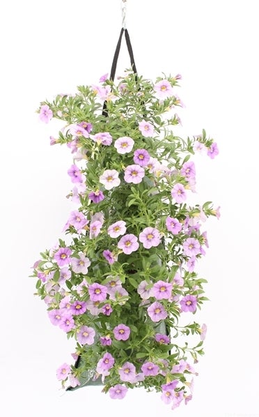 Wandhanger met Minipetunia (Calibrachoa) blauw H 50 cm