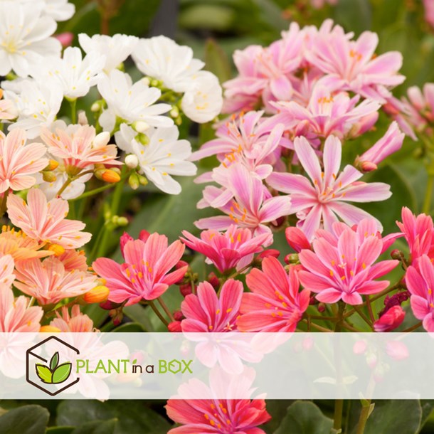 Lewisia bitter root - 6
