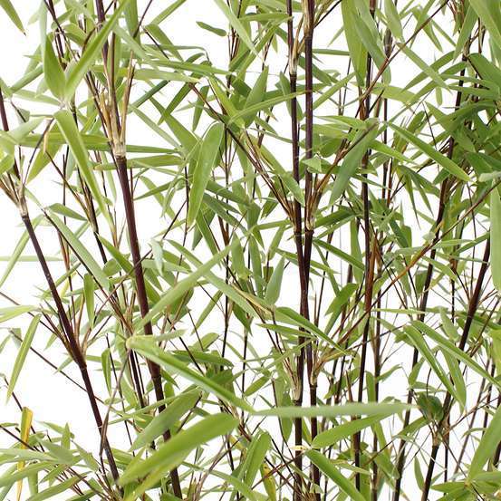 Bambou non-traçant fargesia nitida 'Volcano': pot de 5 litres
