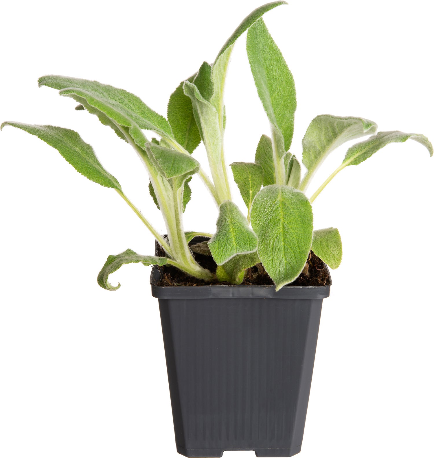 Ezelsoor (Stachys byzantina 'Silver Carpet') D 9 H 15 cm
