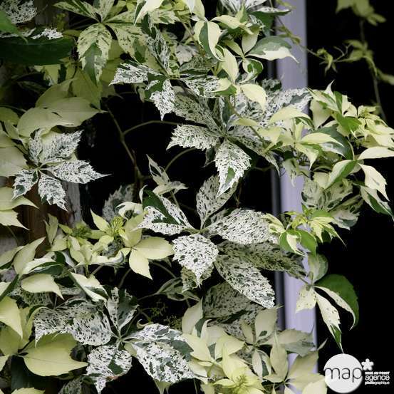 Ampelopsis elegans : hauteur 90/120 cm conteneur de 3 Litres échelle