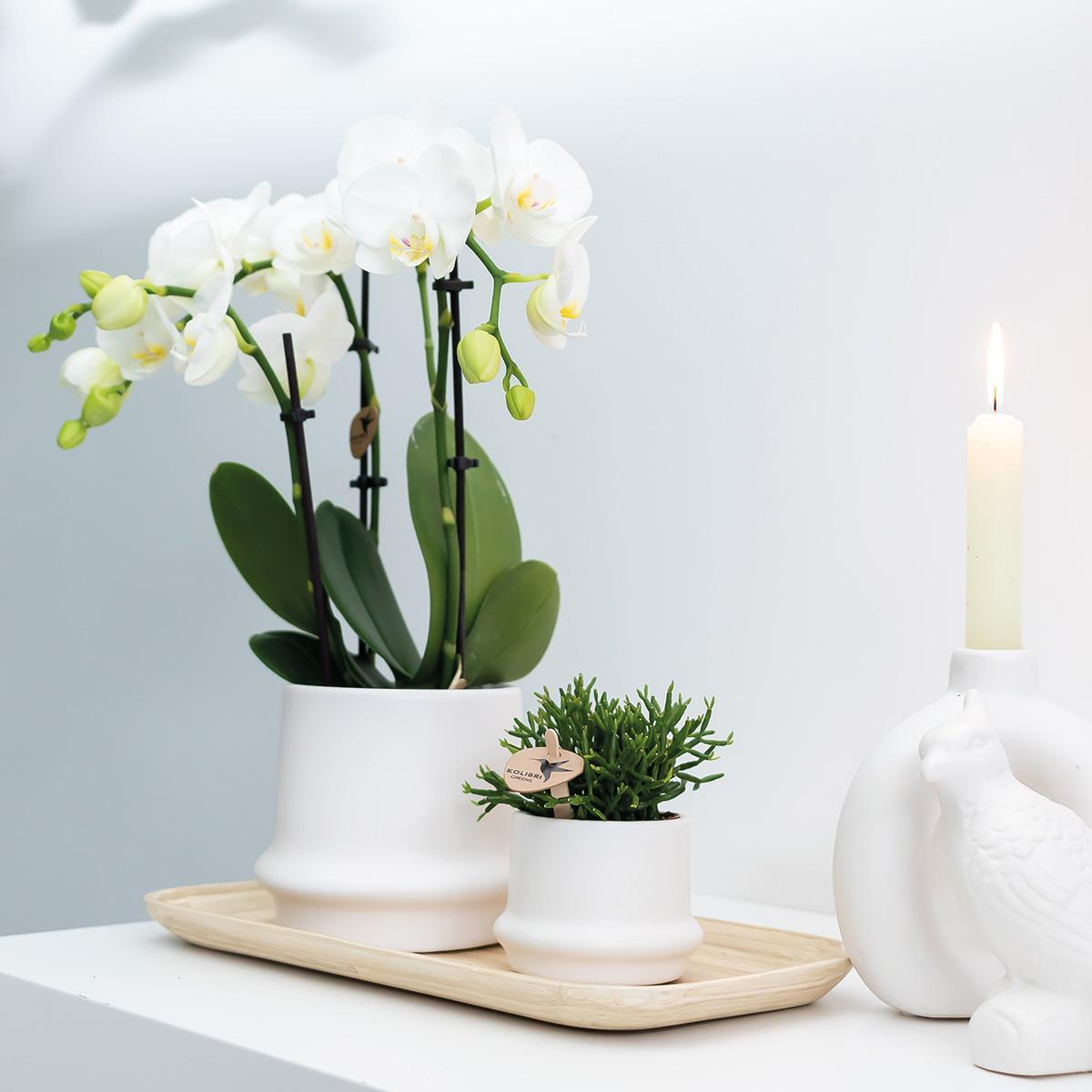 Plante d'intérieur - orchidée phalaenopsis blanche - lot de 2 35cm