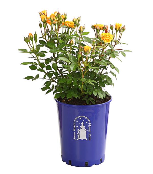 Beetrose 'Flower Rain®', verschiedene Farben