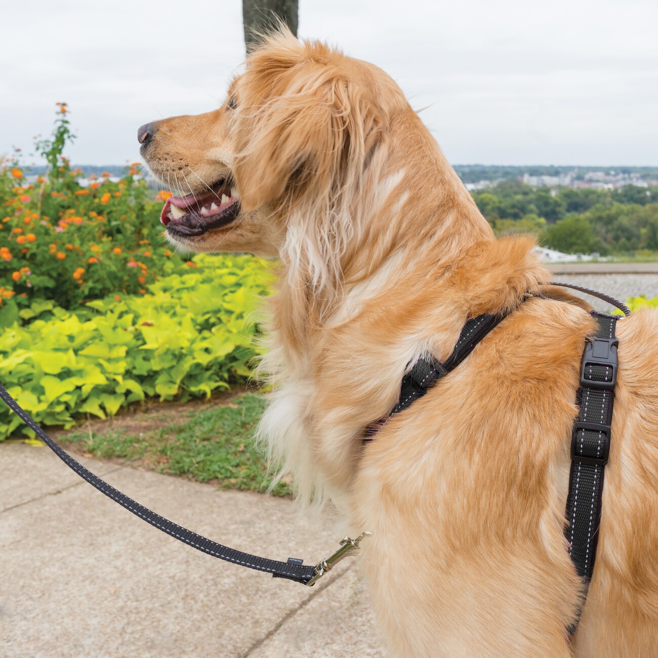 PetSafe 3-in-1-Geschirr und Rückhaltegurt