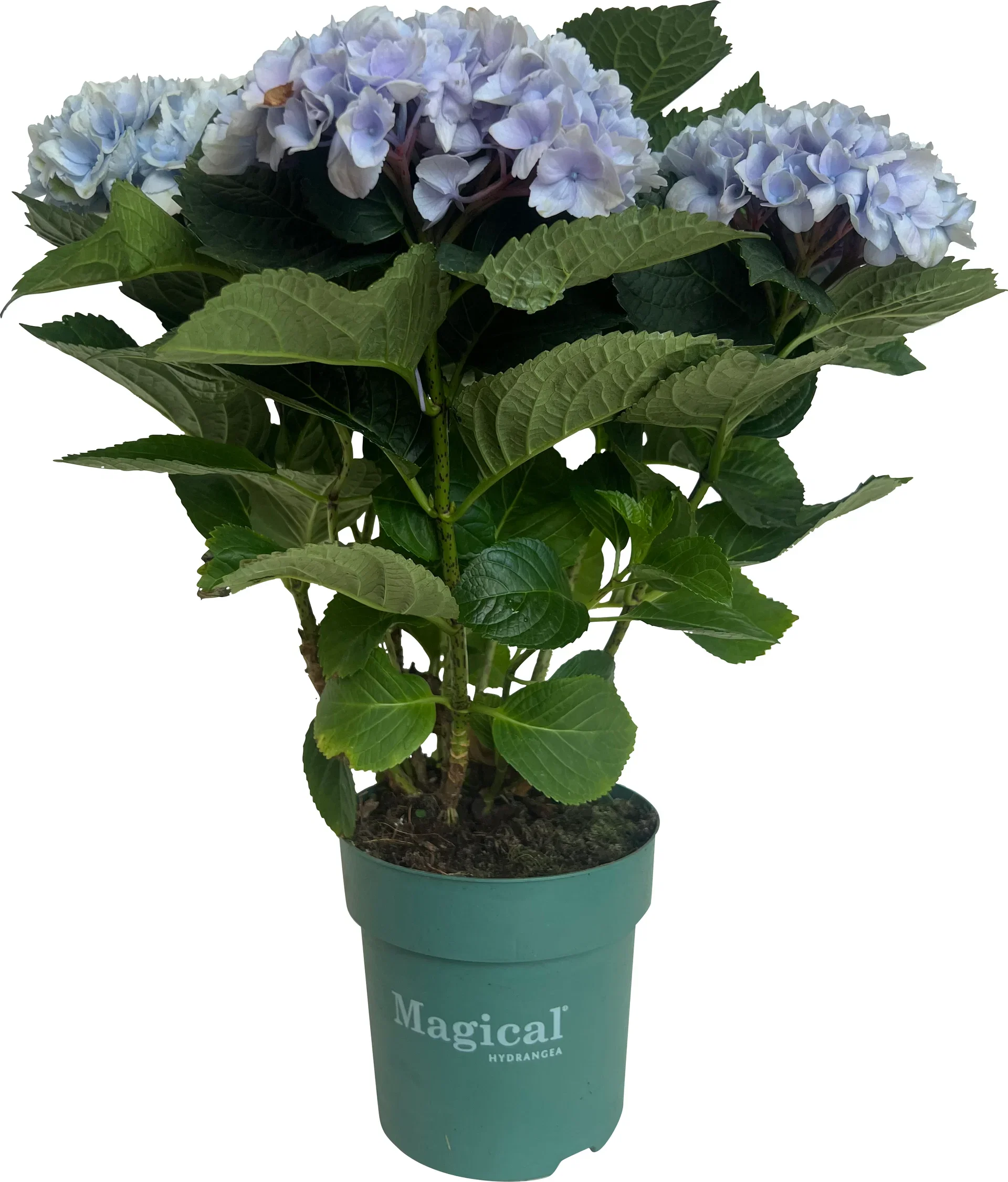 Hydrangea macrophylla MAGICAL Hortensia 'Magical' Høyde 32 cm