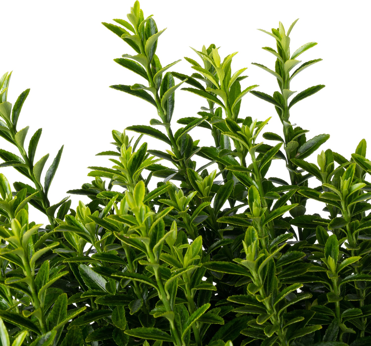 Japanse Kardinaalsmuts (Euonymus japonica 'Microphyllus Aureovariegatus') D 19 H 20 cm