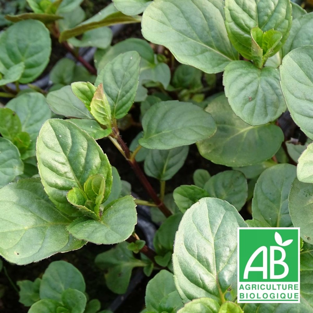 Menthe russe bio/mentha x russian[-]godet