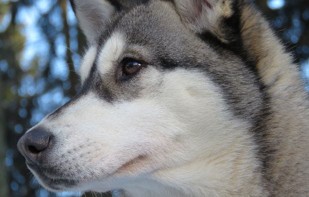 Husky & Schlittenhunde  in Bad Herrenalb als Geschenk