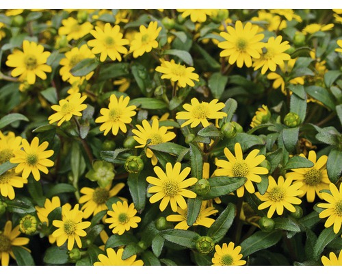 Husarenknopf FloraSelf Sanvitalia procumbens Ø 10,5 cm pot