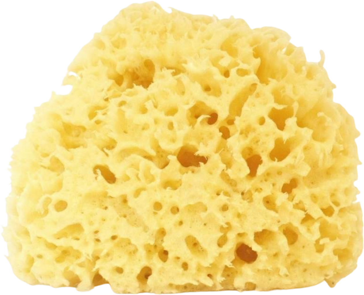 Cose della Natura  Gebleichter Honeycomb-Schwamm, 12-14 gr (12 g)