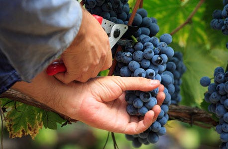 Weinbergwanderung Ahrweiler als Geschenkidee